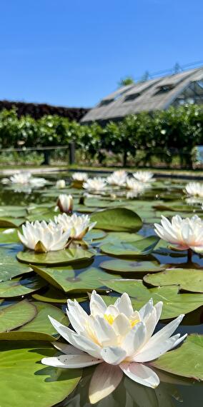 Stage Jardin et potager durables