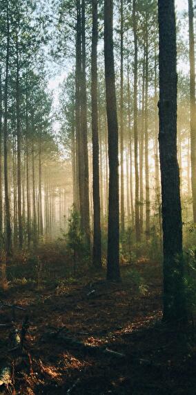 Balade - légendes et récits dans le bois du Beynert