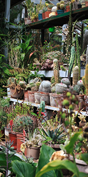 Marché aux plantes