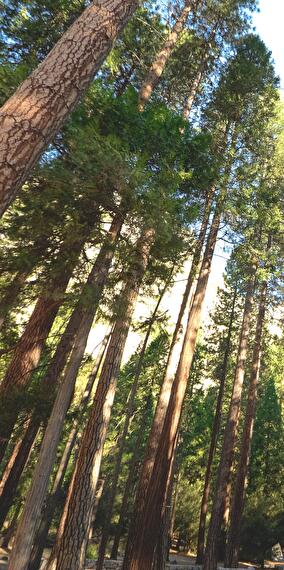 The facets of the forest over time