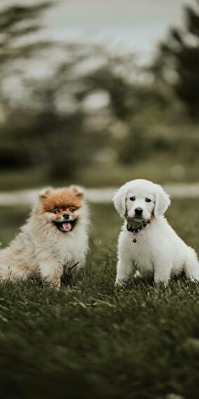 Salon du chiot