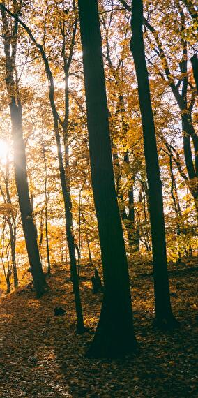 Nature walk: Imagine a world without... Biodiversity