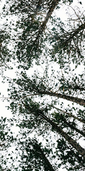 Traces d'animaux dans la forêt