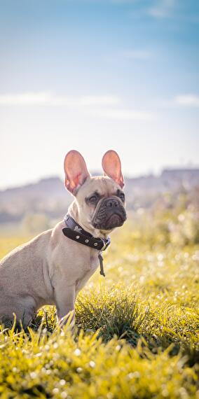 Journée de baignade pour chiens