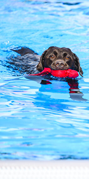 Swimming day for dogs - Muppeschwammen