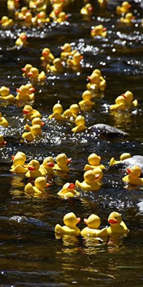 Duck Race