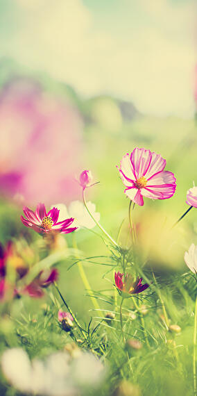 Atelier Chrysant'aime