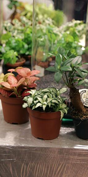 Sale of plants at low prices!