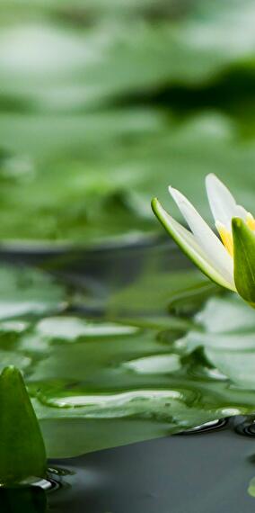 Bourse aux poissons & aux plantes