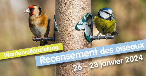 Recensement des oiseaux 2024