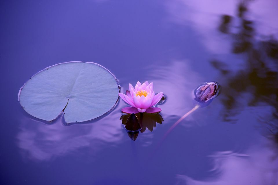 Stage Yoga & Ayurveda au quotidien