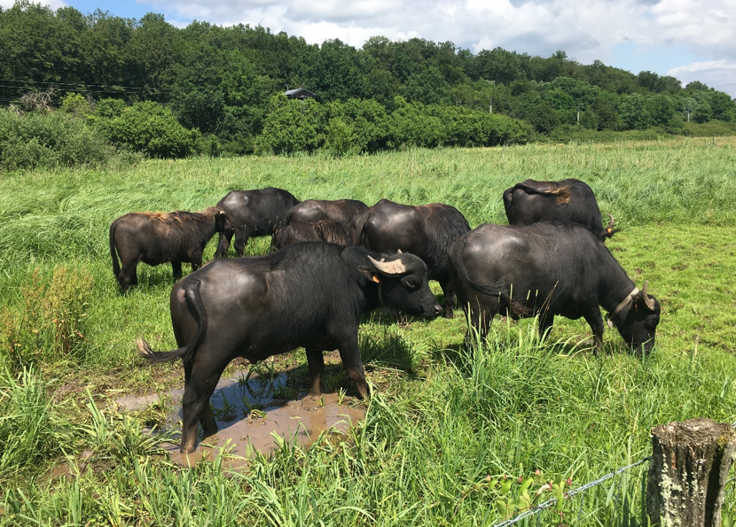 Water Buffalo visit
