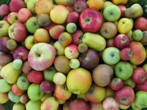 Tout Rachecourt dans les pommes - repas au cercle