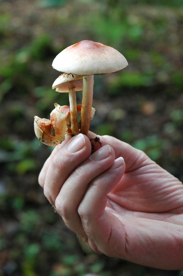 Mushroom hike for adults and children