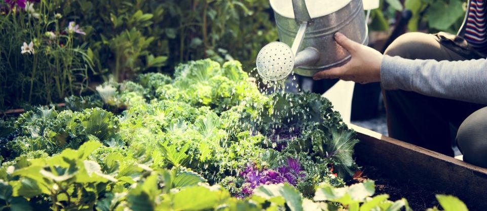 The vegetable garden in the city