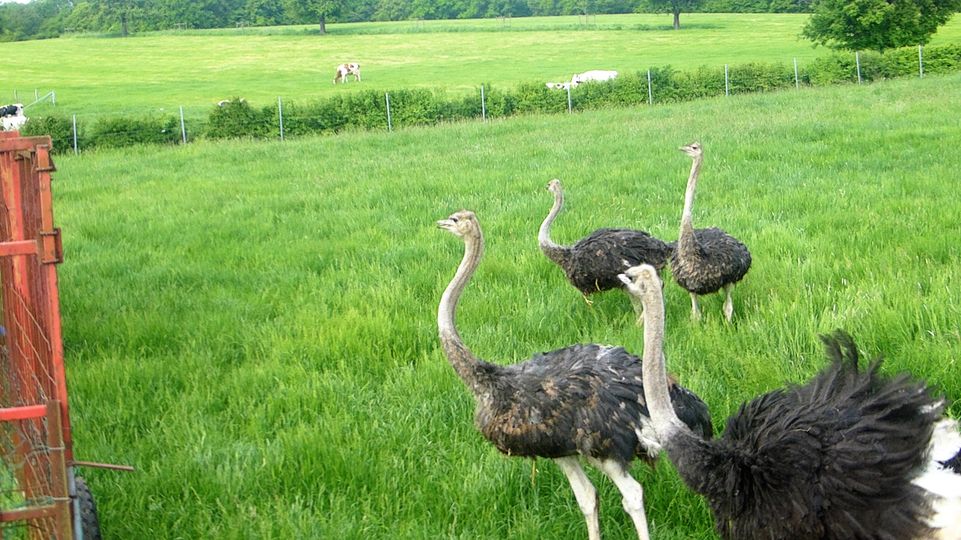 Excursion en famille à la ferme d'autruches