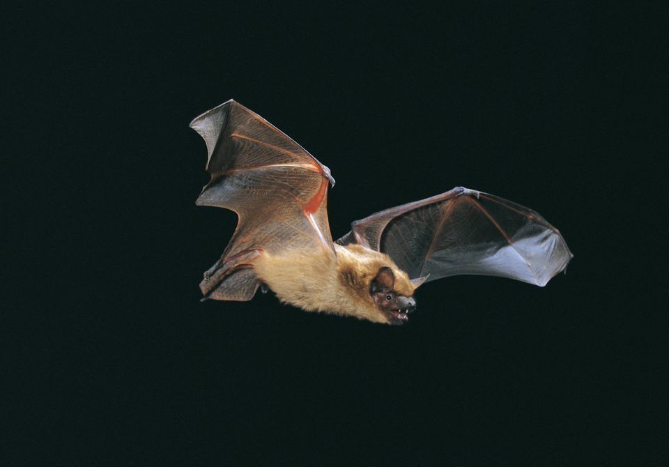 Activité familiale autour de la chauve-souris