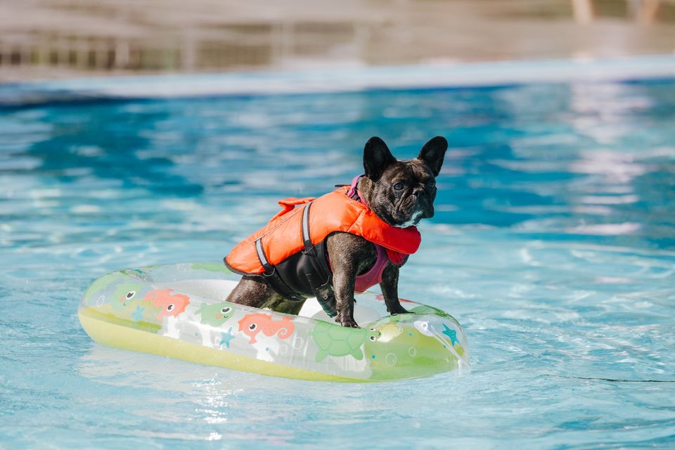 Baignade pour les chiens