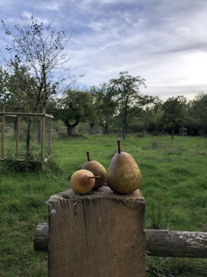 Discover Luxembourg's Largest Orchard