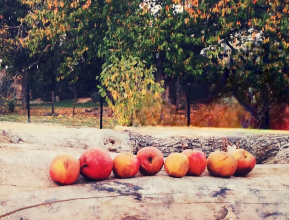 Gather the Apple Tree
September Family Gathering at Mamerhaff