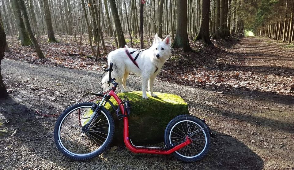 Sled Dog Workshop for Beginners