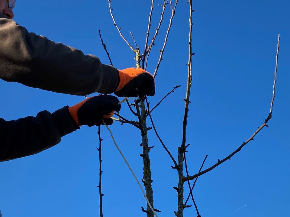 Fruit Tree Pruning Course