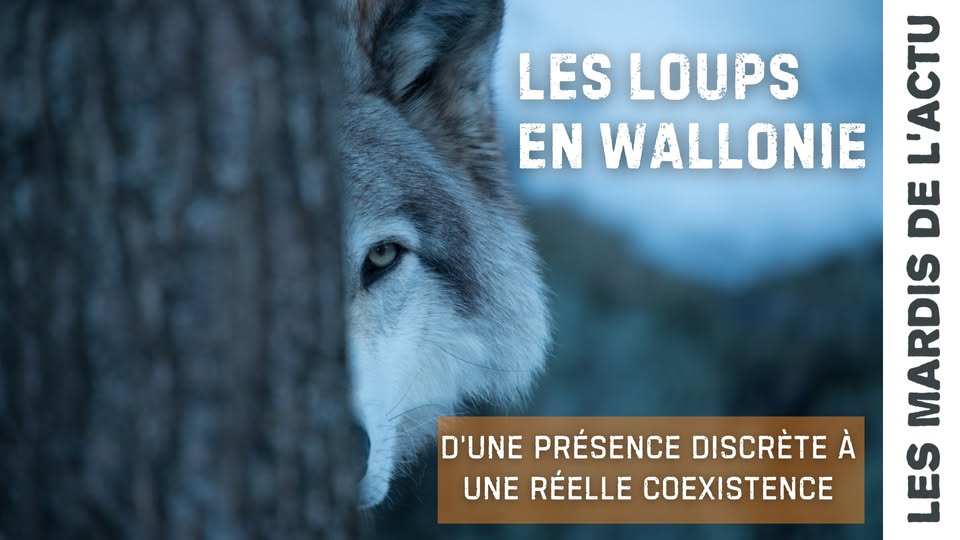 Conférence - Les loups de Wallonie