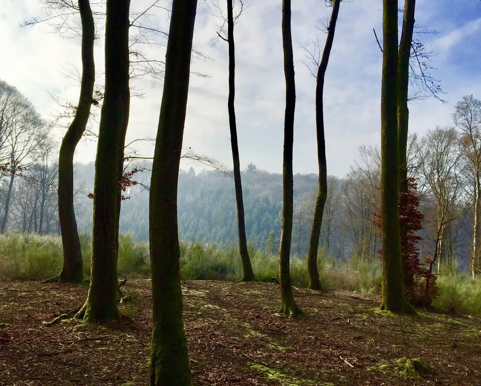 Bois des Paresseux