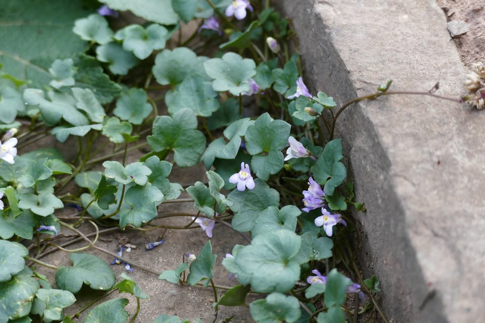 Videoconference: Urban Flora: Between Cobblestones and a Wall