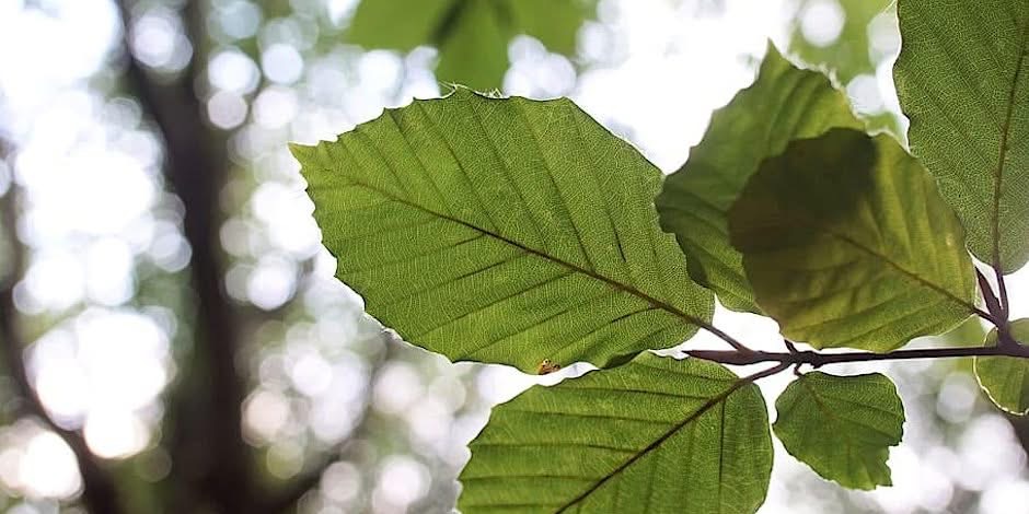 Guided Tour: Arboretum Kirchberg - Beeches and Oaks