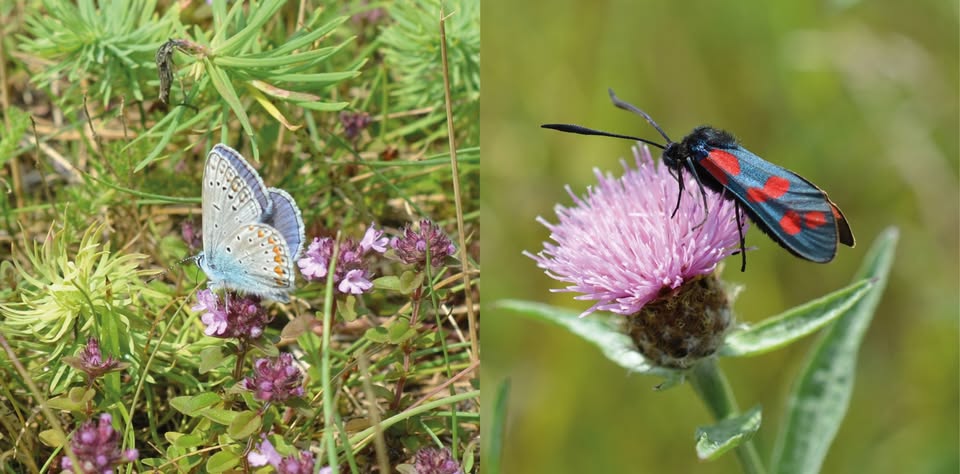 Guided Tour: Kirchberg Arboretum - Multicolored Lawn Diversity