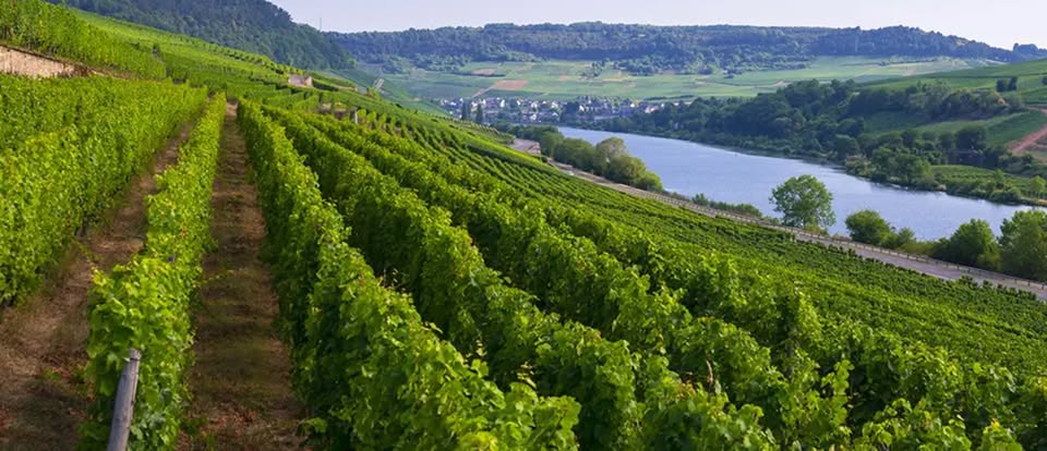 L'influence du sol sur les vins de la Moselle luxembourgeoise