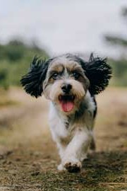 Concours canin "obéissance"