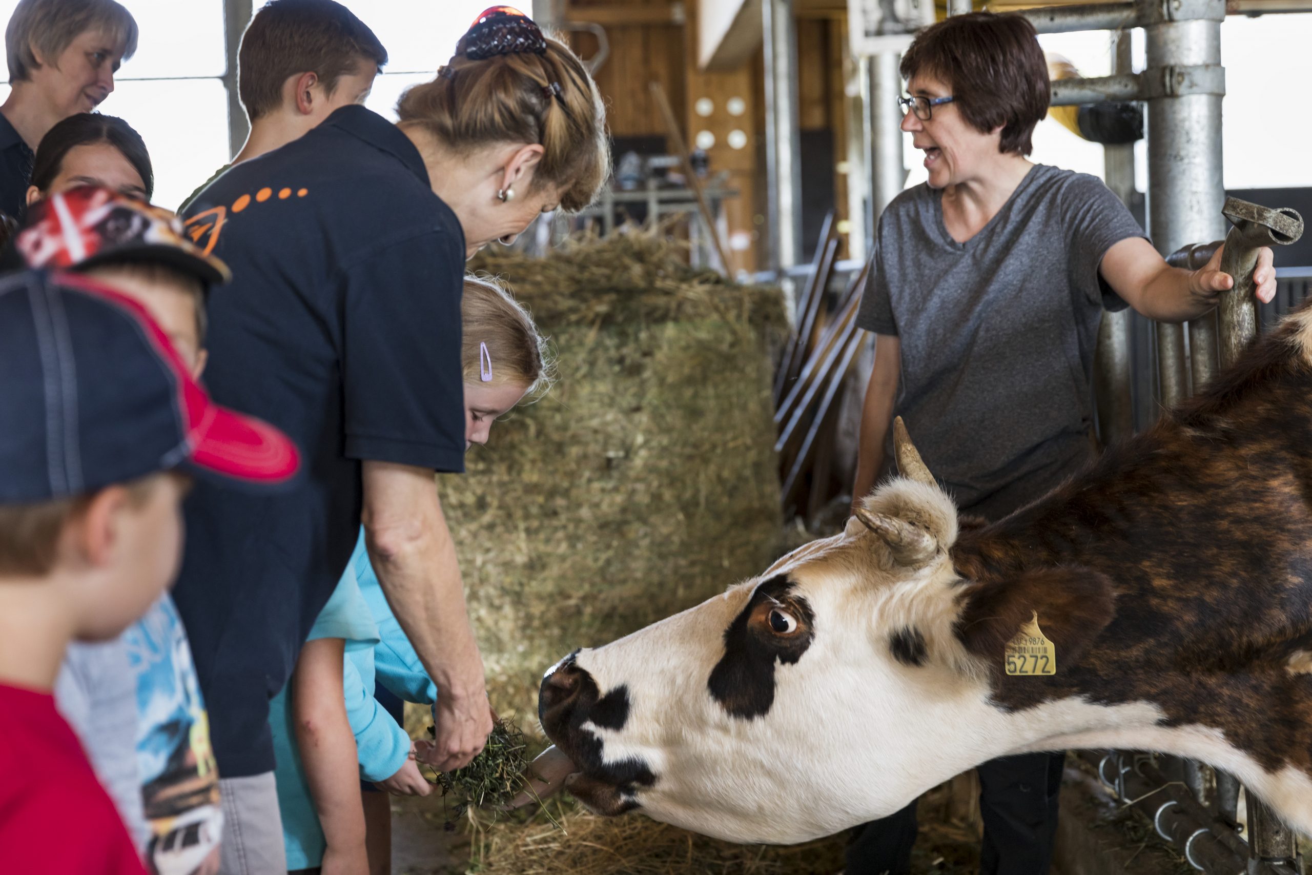 De la vache au beurre - atelier