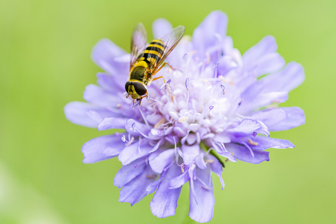 Cours de photographie « macrophotographie  Insectes »