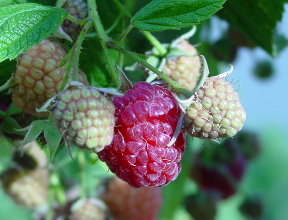 Stage Petits Fruits : Bien les choisir, Bien les cultiver