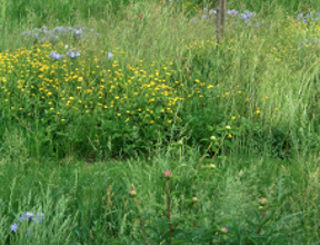 Stage Des herbes pas si mauvaises ?