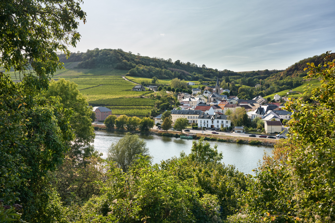 Promenade guidée à travers la viticulture luxembourgeoise à ahn