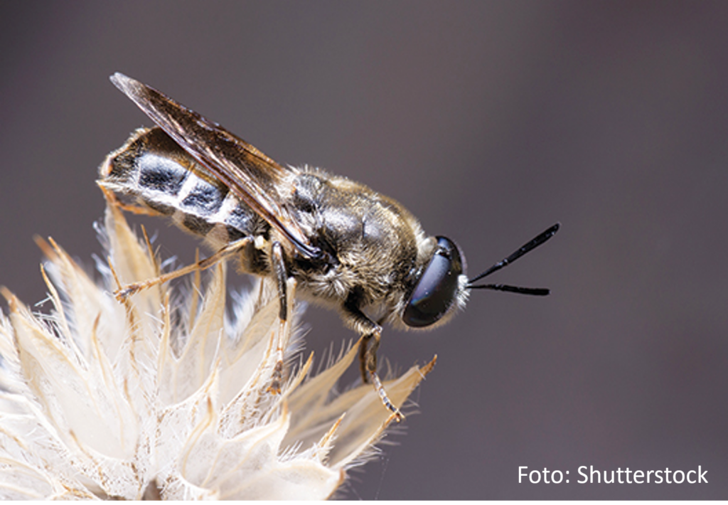 Abeille ou mouche ? Atelier