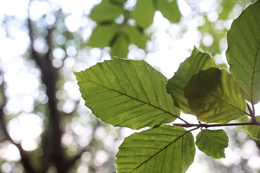 Beech and oak trees