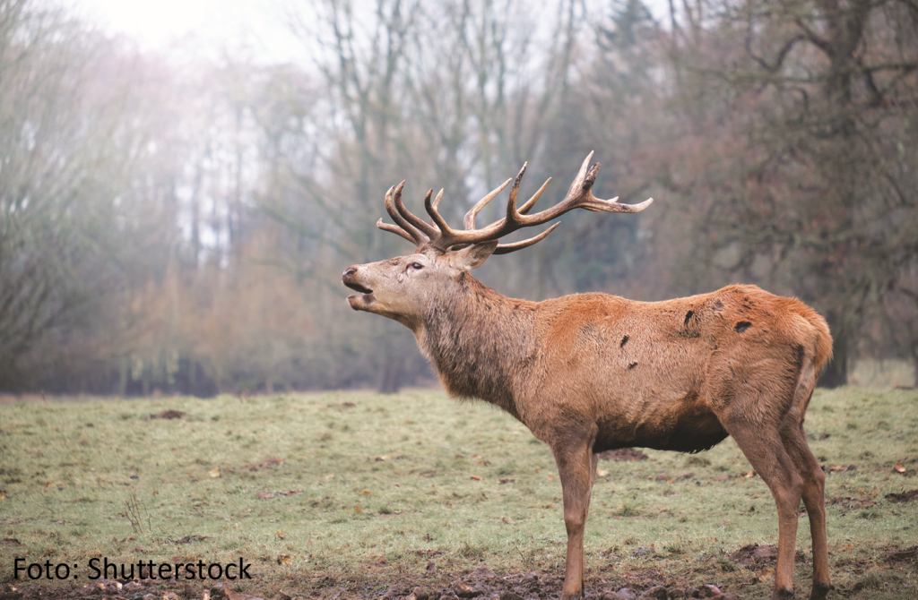 Brame du cerf