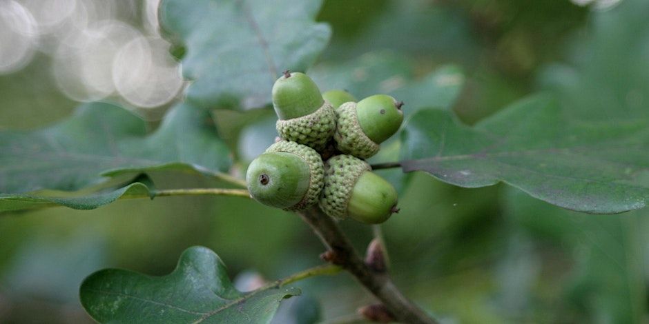 Glands, faînes et autres fruits