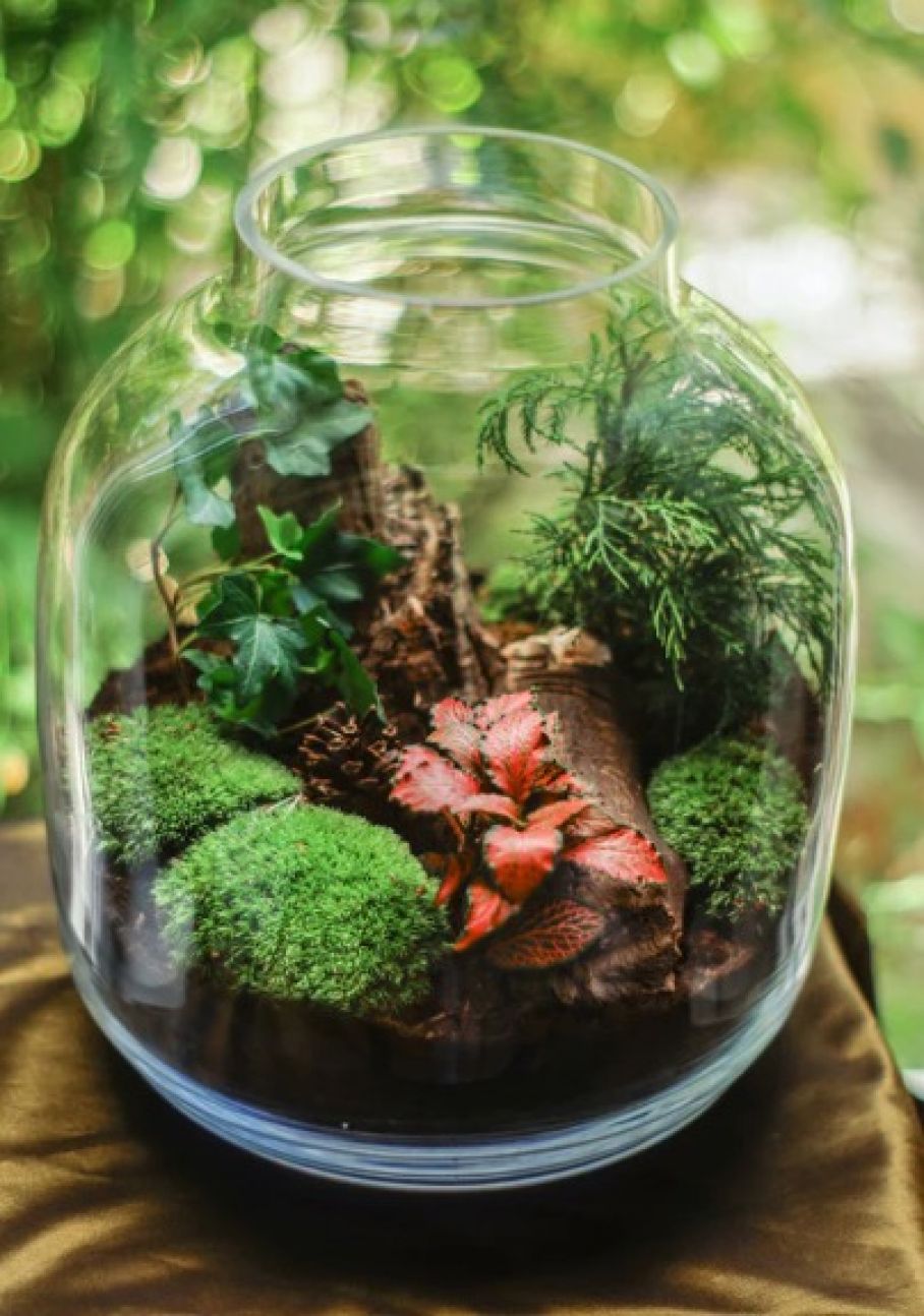 Terrarium with plants