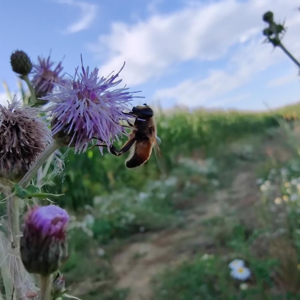 Balade découverte des insectes