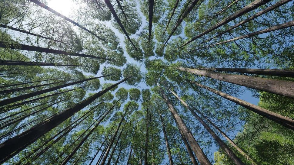 Conférence "Climats, forêts, humanités"