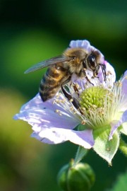 Conference on Beekeeping