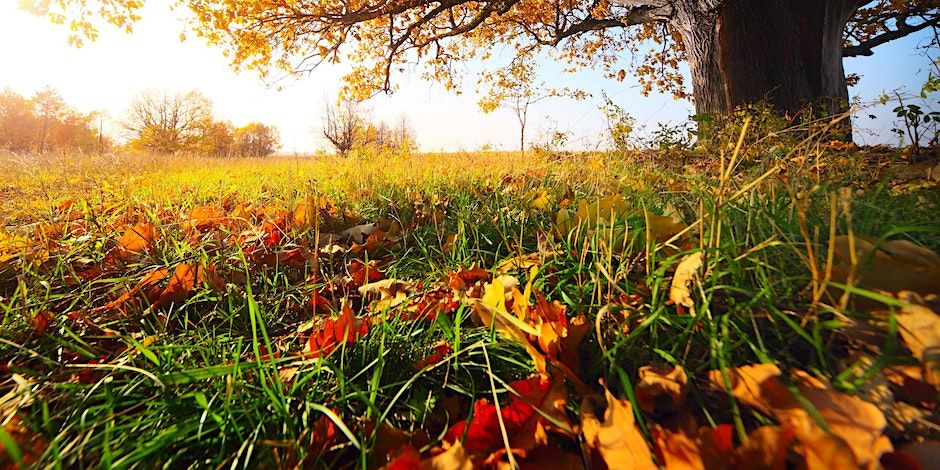 Fleurs, fruits, graines en automne