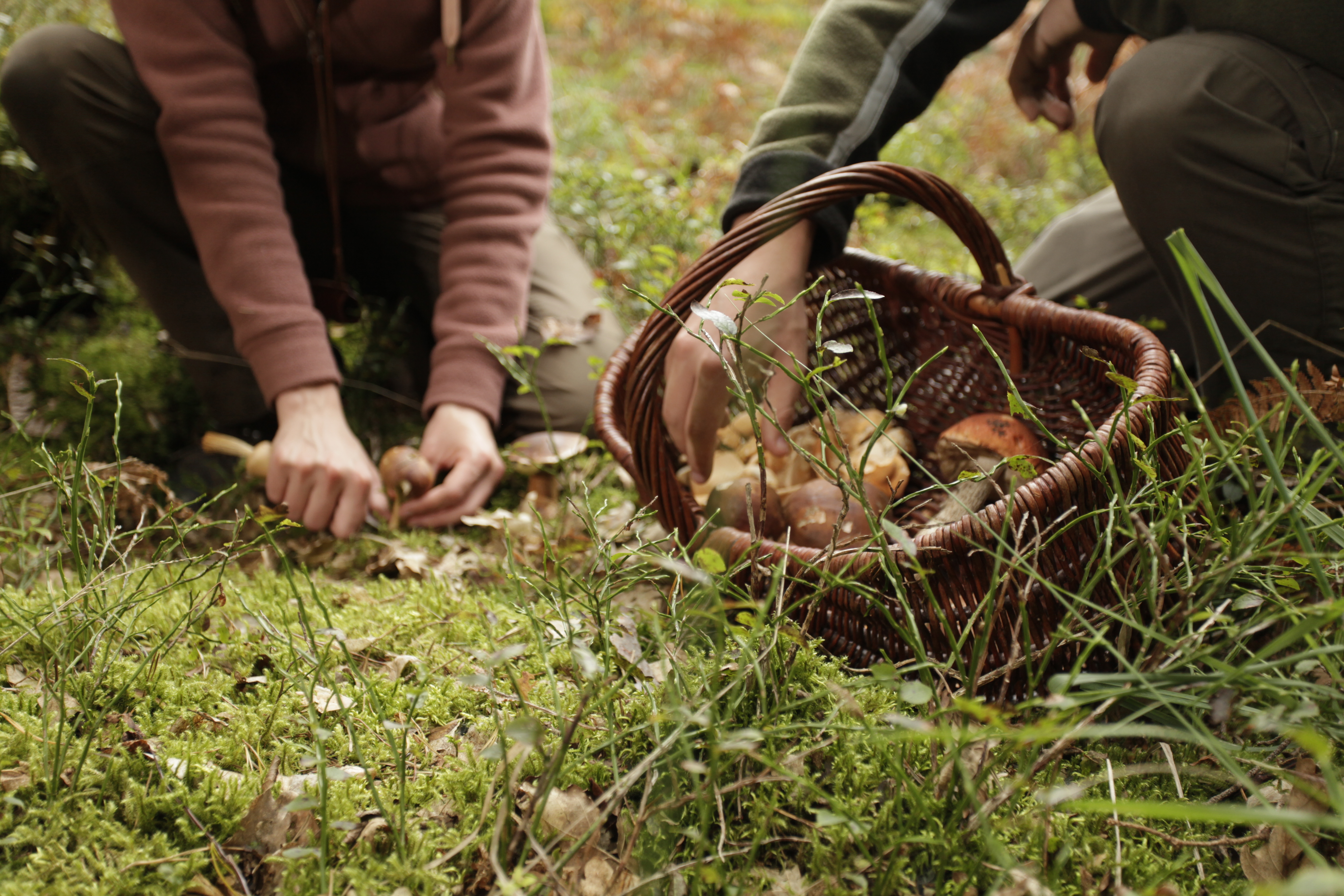 Mushroom Hike