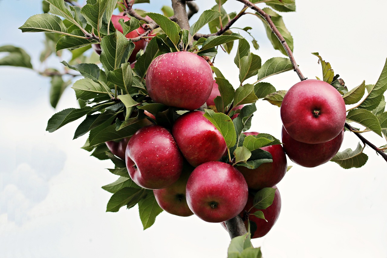 Apple and Mushroom Day