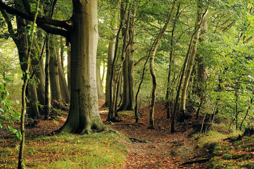 Conférence : La forêt wallonne, état des lieux et perspectives